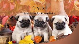  Presentation with puppy - Audience pleasing presentation consisting of cute dog - pug puppy backdrop and a gold colored foreground