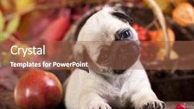  Presentation with puppy - Audience pleasing PPT theme consisting of cute dog - pug puppy backdrop and a red colored foreground