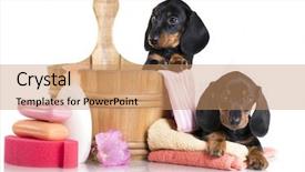  Presentation with dog bath - Slide deck featuring cute dog - puppy bath time - dachshund background and a coral colored foreground