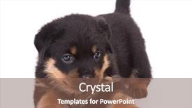  Presentation with rottweiler puppy - Slide deck featuring cute dog - rottweiler puppy background and a violet colored foreground