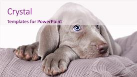  Presentation with puppy - Audience pleasing slide deck consisting of lion statues in people s square rome backdrop and a light gray colored foreground.