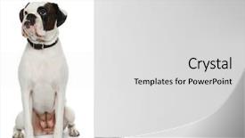  Presentation with dog boarding - Beautiful PPT layouts featuring cute dog and blank advertising backdrop and a light gray colored foreground