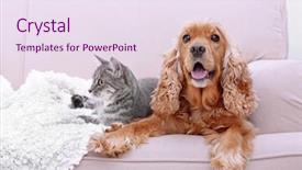  Presentation with cat dog - Audience pleasing PPT theme consisting of cute dog and cat together backdrop and a sky blue colored foreground