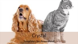  Presentation with cat dog - Presentation enhanced with cute dog and cat together on white background background and a coral colored foreground