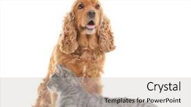  Presentation with cat dog - Audience pleasing theme consisting of cute dog and cat together on white background backdrop and a light gray colored foreground