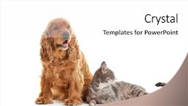  Presentation with cat dog - Amazing PPT theme having cute dog and cat together on white background backdrop and a white colored foreground