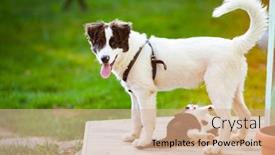  Presentation with cat dog - PPT layouts having cute-dog-and-cat background and a coral colored foreground