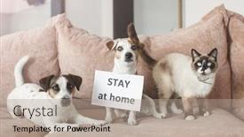  Presentation with dog cat - Theme with cute-dog-and-cat background and a coral colored foreground