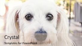  Presentation with public - Cool new PPT theme with cute dog at a local public pool backdrop and a soft green colored foreground