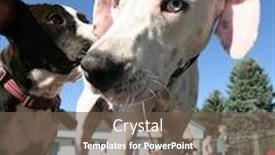  Presentation with public - Slide deck consisting of blue great dane - cute dog at a local background and a tawny brown colored foreground