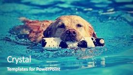  Presentation with done - PPT theme having cute dog at a local public pool done with a retro vintage instagram filter background and a teal colored foreground