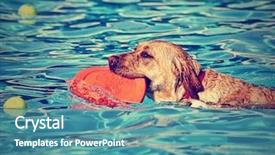  Presentation with dog poop scoop - Presentation consisting of cute dog at a local background and a teal colored foreground