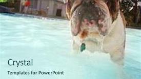  Presentation with public - Cool new slide set with cute dog at a local public pool backdrop and a cool aqua colored foreground