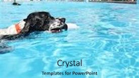  Presentation with public - Theme consisting of cute dog at a local public swimming pool background and a arctic colored foreground