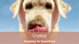  Presentation with dog park - Beautiful slides featuring cute dog at a local public park licking his or her snout backdrop and a coral colored foreground