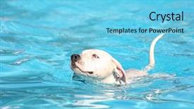  Presentation with swimming - Cool new presentation with cute dog at a swimming backdrop and a light blue colored foreground