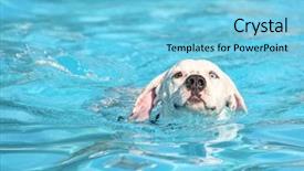  Presentation with swimming pool - Amazing PPT theme having cute dog at a swimming backdrop and a light blue colored foreground