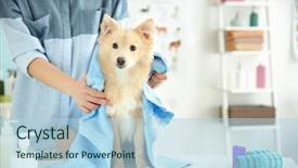  Presentation with grooming dog - Presentation theme enhanced with cute dog at groomer salon background and a light blue colored foreground