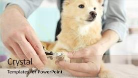  Presentation with grooming dog - Amazing theme having cute dog at groomer salon backdrop and a coral colored foreground