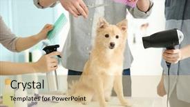  Presentation with salon - PPT layouts featuring cute dog at groomer salon background and a lemonade colored foreground