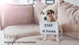  Presentation with dog - Colorful presentation theme enhanced with cute-dog-at-home backdrop and a light gray colored foreground
