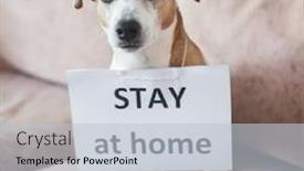  Presentation with home based wound care - Slide set having cute-dog-at-home background and a lemonade colored foreground