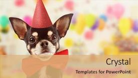 Presentation with cute birthday - Theme consisting of cute dog celebrating his birthday background and a coral colored foreground