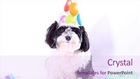  Presentation with new years eve - Theme enhanced with cute dog celebrating new year background and a sky blue colored foreground