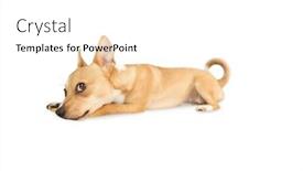  Presentation with dog bone chewing - Cool new PPT theme with cute dog chewing bone toy on white background backdrop and a white colored foreground