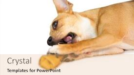  Presentation with dog bone chewing - Presentation consisting of cute dog chewing bone toy on white background background and a coral colored foreground