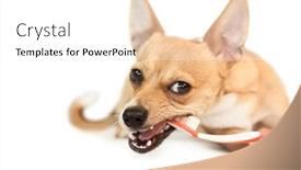 Presentation with dog - Colorful presentation theme enhanced with cute dog chewing on toothbrush on white background backdrop and a white colored foreground