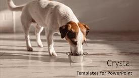  Presentation with dog food - Presentation theme consisting of cute-dog-eating-food background and a coral colored foreground