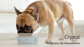  Presentation with dog food - Beautiful slides featuring cute dog eating food backdrop and a mint green colored foreground