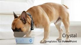  Presentation with dog food - Cool new PPT layouts with cute dog eating food backdrop and a mint green colored foreground