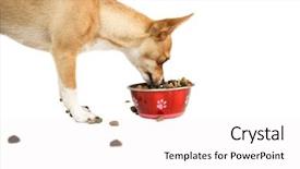  Presentation with eating - Amazing slide set having cute dog eating from bowl on white background backdrop and a white colored foreground