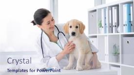  Presentation with veterinary - Cool new presentation with cute-dog-examined-by-doctor backdrop and a sky blue colored foreground