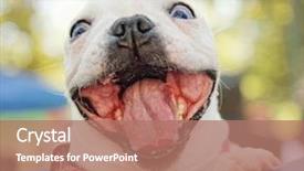  Presentation with dog park - Cool new slide set with cute dog in a back backdrop and a coral colored foreground