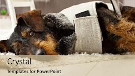  Presentation with cute cat and dog - Cool new PPT theme with cute dog in dog suit backdrop and a soft green colored foreground