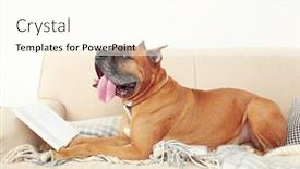  Presentation with book glasses - Slide deck featuring cute dog in funny glasses and book lying on sofa on home interior background background and a cream colored foreground