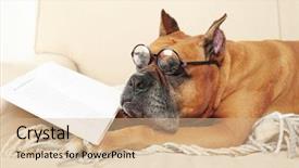  Presentation with book glasses - Beautiful PPT theme featuring funny glasses and book backdrop and a coral colored foreground