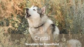  Presentation with dog - Beautiful slide deck featuring cute-dog-in-high-grass backdrop and a coral colored foreground