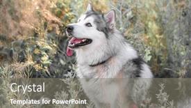  Presentation with dog - Amazing slides having cute-dog-in-high-grass backdrop and a gray colored foreground