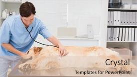  Presentation with vet - PPT theme featuring cute dog in medical background and a  colored foreground