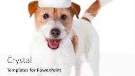  Presentation with dog christmas - Slide set consisting of cute dog in santa hat on white background christmas and new year celebration background and a white colored foreground