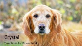  Presentation with dog park - Beautiful PPT layouts featuring cute dog in the grass backdrop and a coral colored foreground