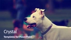  Presentation with dog park - PPT theme enhanced with cute dog in the grass at a park during summer toned with a retro vintage instagram filter effect background and a ocean colored foreground