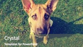  Presentation with dog park - Slide deck consisting of cute dog in the grass background and a gray colored foreground