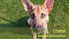  Presentation with police dog - PPT theme with cute dog in the grass background and a tawny brown colored foreground