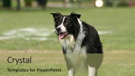  Presentation with dog park - Presentation design having cute dog in the grass at a park during summer background and a mint green colored foreground