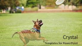  Presentation with part time job during studies - Audience pleasing presentation consisting of cute dog in the grass backdrop and a yellow colored foreground